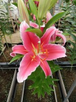 [4281 Paradero Mak No02.JPG]